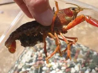 ザリガニの赤ちゃん 学校法人 浦和榎本学園 浦和こばと幼稚園